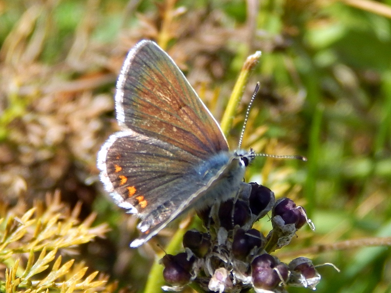 Lycaenidae 2 da ID - Aricia allous